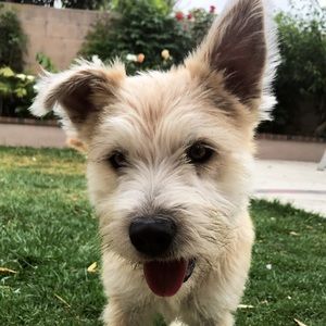 Meet your Posher, Samer